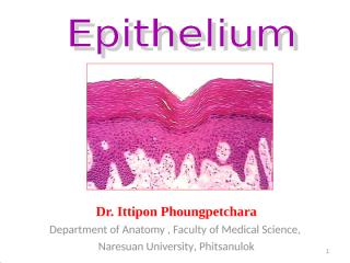 Lecture Epithelium 1.ppt