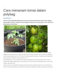 Cara menanam tomat dalam polybag.docx